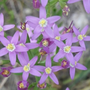 Photographie n°2380354 du taxon Centaurium erythraea Rafn [1800]