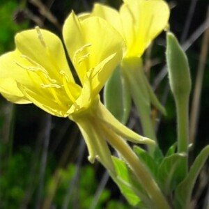 Photographie n°2380358 du taxon Oenothera biennis L. [1753]