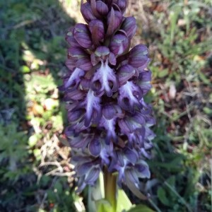 Photographie n°2380380 du taxon Himantoglossum robertianum (Loisel.) P.Delforge [1999]