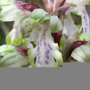 Photographie n°2380381 du taxon Himantoglossum robertianum (Loisel.) P.Delforge [1999]