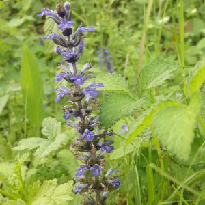 Photographie n°2380403 du taxon Ajuga reptans L. [1753]