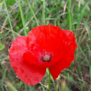 Photographie n°2380410 du taxon Papaver rhoeas L. [1753]