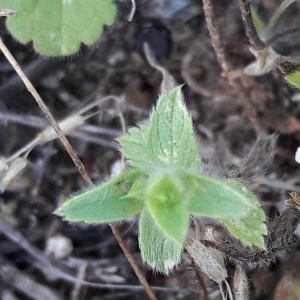 Photographie n°2380419 du taxon Sideritis romana L. [1753]