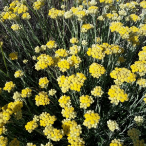 Photographie n°2380421 du taxon Helichrysum stoechas (L.) Moench [1794]