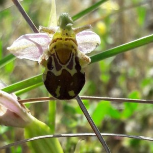 Photographie n°2380426 du taxon Ophrys apifera Huds. [1762]