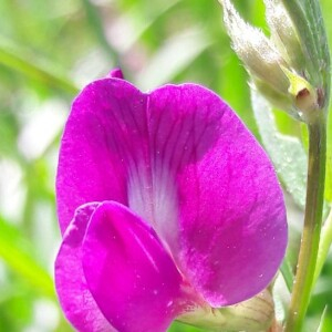 Photographie n°2380434 du taxon Vicia sativa L. [1753]