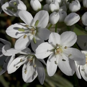 Photographie n°2380446 du taxon Allium neapolitanum Cirillo [1788]