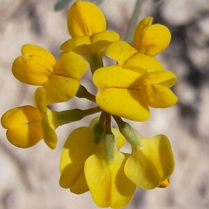 Photographie n°2380471 du taxon Coronilla minima L. [1756]