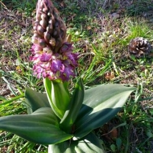 Photographie n°2380524 du taxon Himantoglossum robertianum (Loisel.) P.Delforge