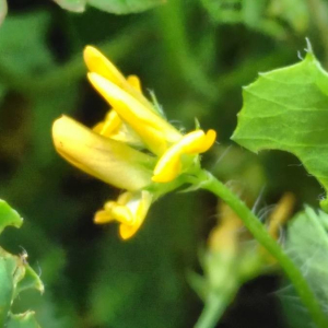 Photographie n°2380544 du taxon Medicago arabica (L.) Huds.