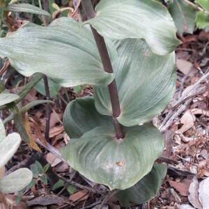 Photographie n°2381093 du taxon Epipactis helleborine (L.) Crantz [1769]