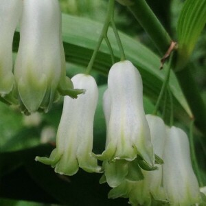 Photographie n°2381104 du taxon Polygonatum multiflorum (L.) All. [1785]