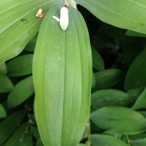 Photographie n°2381107 du taxon Polygonatum multiflorum (L.) All. [1785]