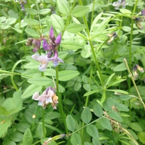 Photographie n°2381124 du taxon Vicia sepium L. [1753]