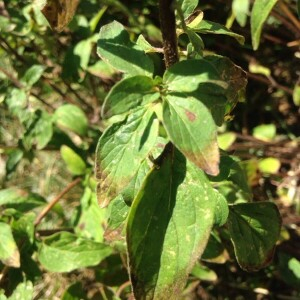 Photographie n°2381128 du taxon Origanum vulgare L. [1753]