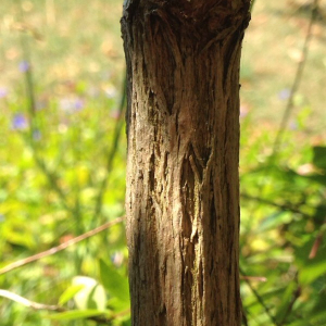 Photographie n°2381138 du taxon Lagerstroemia indica L. [1759]