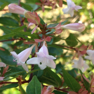 Photographie n°2381140 du taxon Lagerstroemia indica L. [1759]