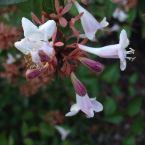 Photographie n°2381157 du taxon Lagerstroemia indica L. [1759]