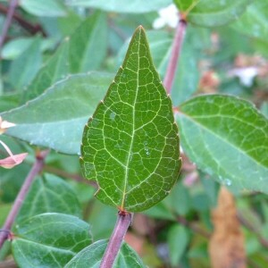 Photographie n°2381158 du taxon Lagerstroemia indica L. [1759]