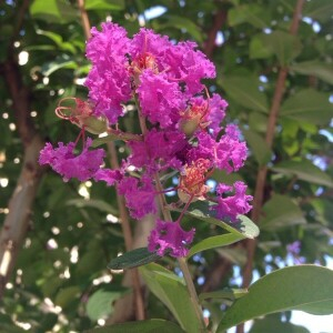 Photographie n°2381160 du taxon Lagerstroemia indica L. [1759]