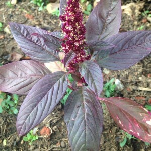  - Amaranthus cruentus L. [1759]