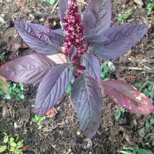  - Amaranthus cruentus L. [1759]