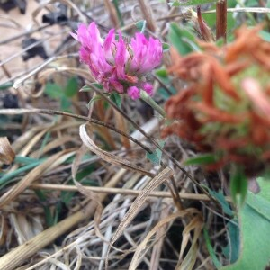 Photographie n°2381176 du taxon Trifolium pratense L. [1753]