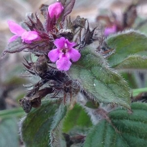 Photographie n°2381178 du taxon Clinopodium vulgare L. [1753]