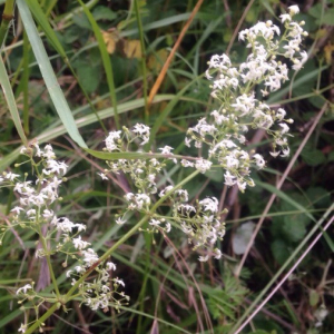 Photographie n°2381228 du taxon Galium mollugo L. [1753]