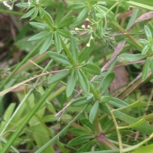 Photographie n°2381230 du taxon Galium mollugo L. [1753]