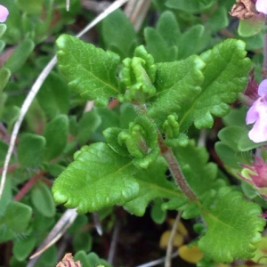 Photographie n°2381242 du taxon Thymus serpyllum L. [1753]