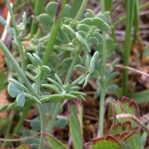 Photographie n°2381249 du taxon Coronilla minima L. [1756]