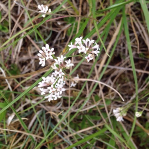 Photographie n°2381251 du taxon Asperula cynanchica L. [1753]