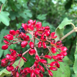 Photographie n°2381255 du taxon Viburnum lantana L. [1753]