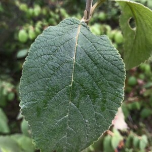 Photographie n°2381256 du taxon Viburnum lantana L. [1753]