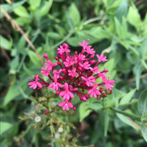 Photographie n°2381257 du taxon Centranthus ruber (L.) DC. [1805]