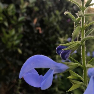 Photographie n°2381269 du taxon Salvia patens Cav. [1799]