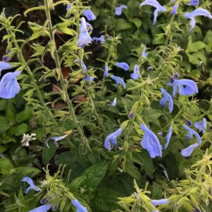 Photographie n°2381271 du taxon Salvia patens Cav. [1799]