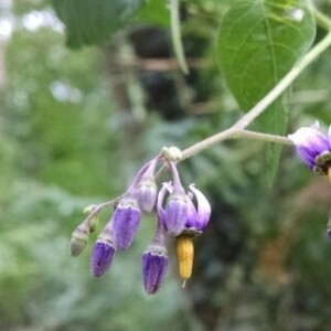 Photographie n°2381434 du taxon Solanum dulcamara L. [1753]