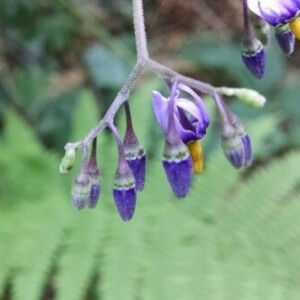 Photographie n°2381435 du taxon Solanum dulcamara L. [1753]