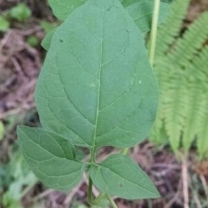 Photographie n°2381436 du taxon Solanum dulcamara L. [1753]