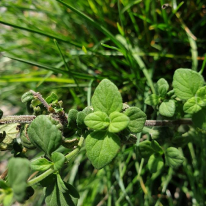 Photographie n°2381460 du taxon Origanum vulgare L. [1753]