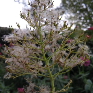 Photographie n°2381560 du taxon Centranthus ruber (L.) DC. [1805]