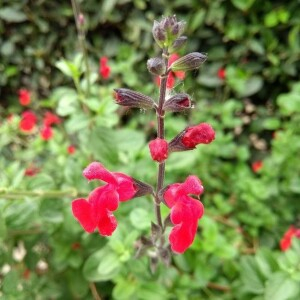 Photographie n°2381568 du taxon Salvia microphylla Kunth [1818]