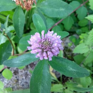 Photographie n°2381582 du taxon Trifolium pratense L. [1753]