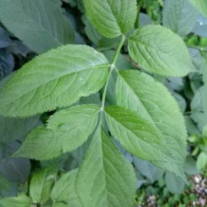 Photographie n°2381585 du taxon Sambucus nigra L. [1753]