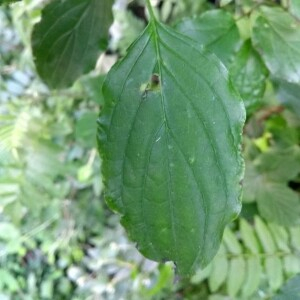 Photographie n°2381589 du taxon Cornus sanguinea L.