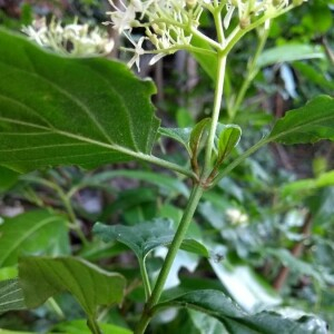 Photographie n°2381590 du taxon Cornus sanguinea L.