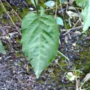 Photographie n°2381591 du taxon Solanum dulcamara L. [1753]