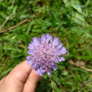 Photographie n°2381611 du taxon Knautia arvensis (L.) Coult. [1828]